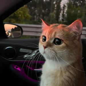 国产精品亚洲第一线
